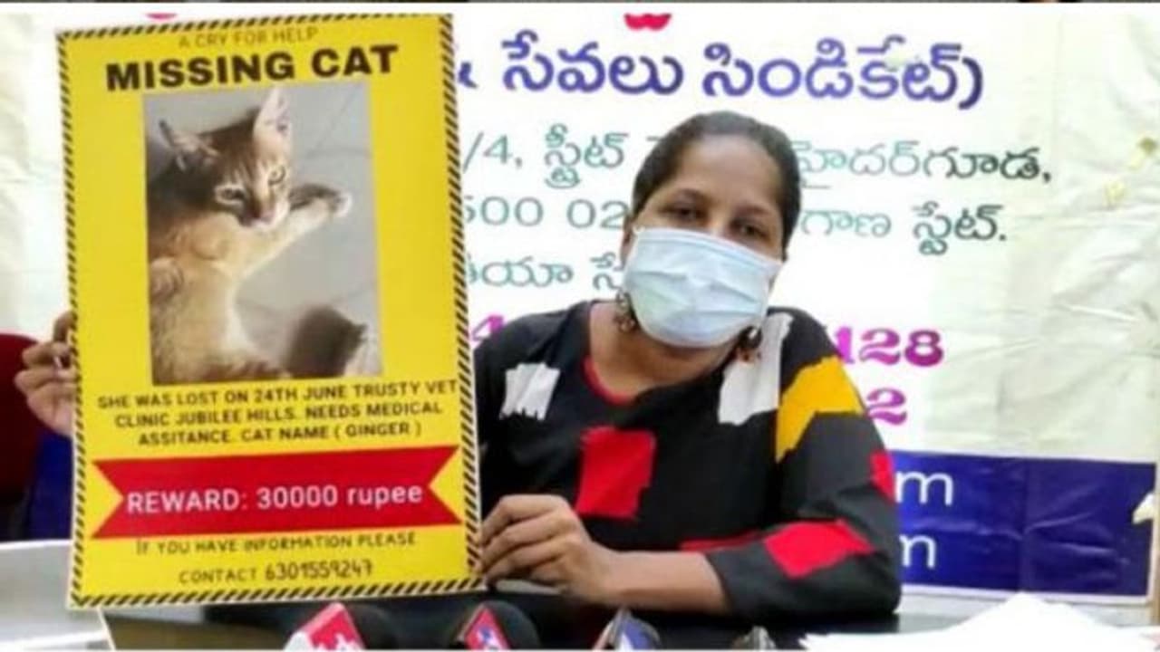 फैमिली प्लानिंग के लिए सर्जरी के बाद हॉस्पिटल से बिल्ली 9 2 11, मालिकन ने कहा ढूंढ़ने वाले को 30 हजार फैमिली प्लानिंग के लिए सर्जरी के बाद हॉस्पिटल से बिल्ली 9 2 11, मालिकन ने कहा ढूंढ़ने वाले को 30 हजार