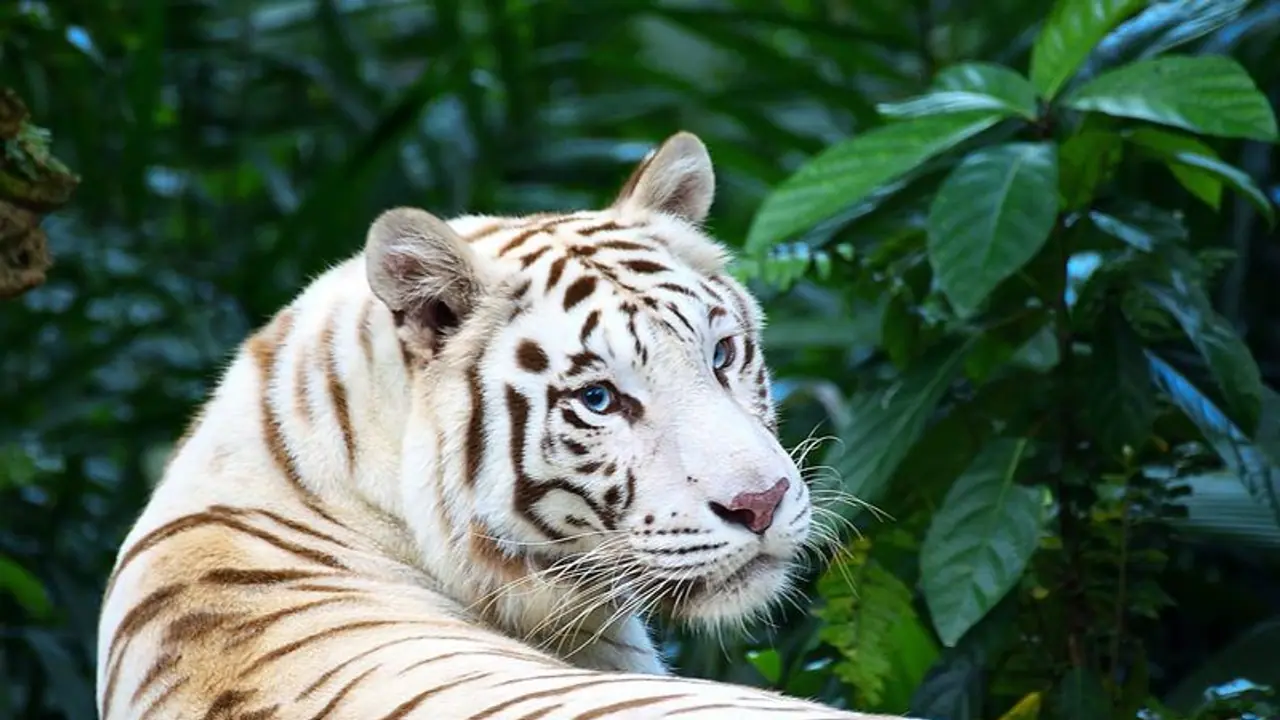 మూడు పిల్లలకు జన్మనిచ్చిన తెల్లపులి.. ఎక్కడంటే ? 