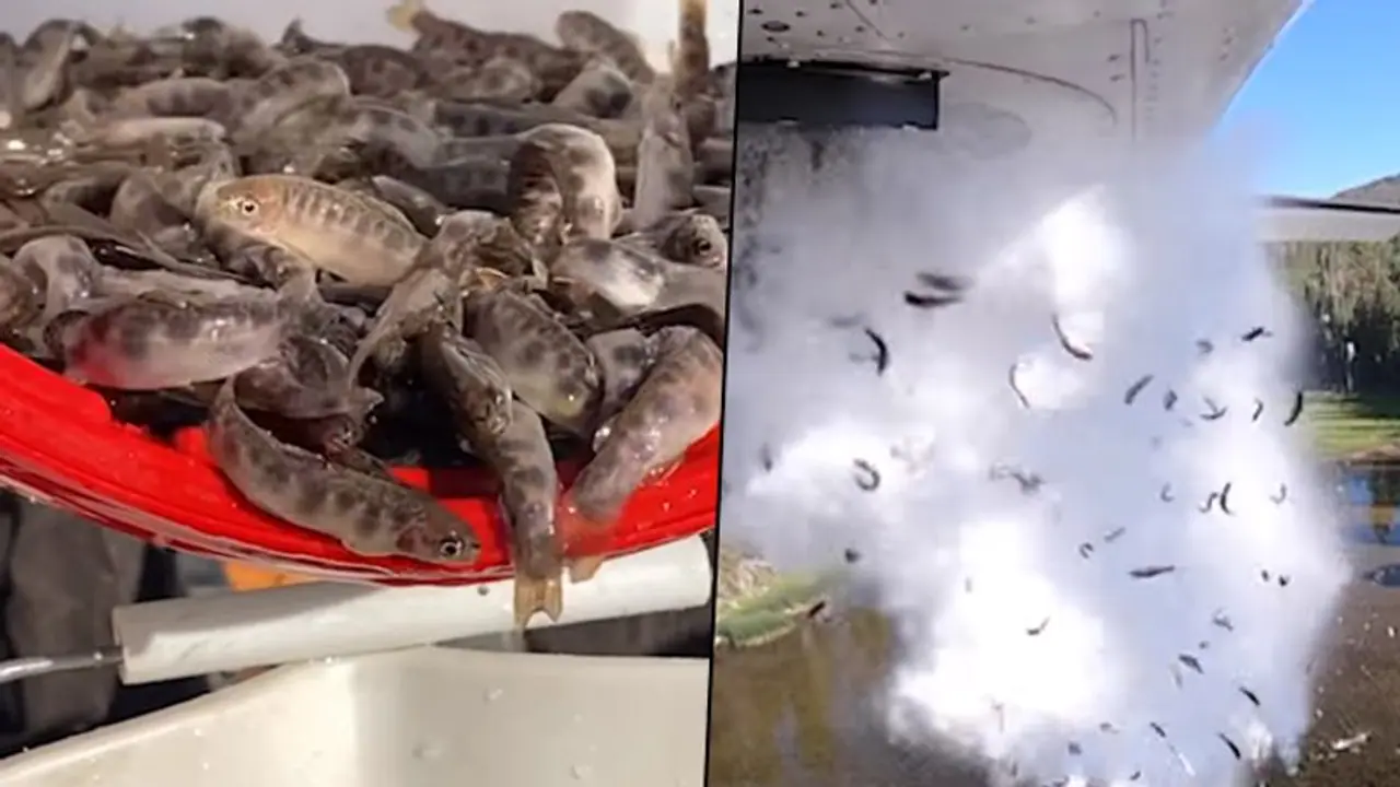 Its raining fish: Thousands dropped from the sky to restock lakes (Watch) Its raining fish: Thousands dropped from the sky to restock lakes (Watch)