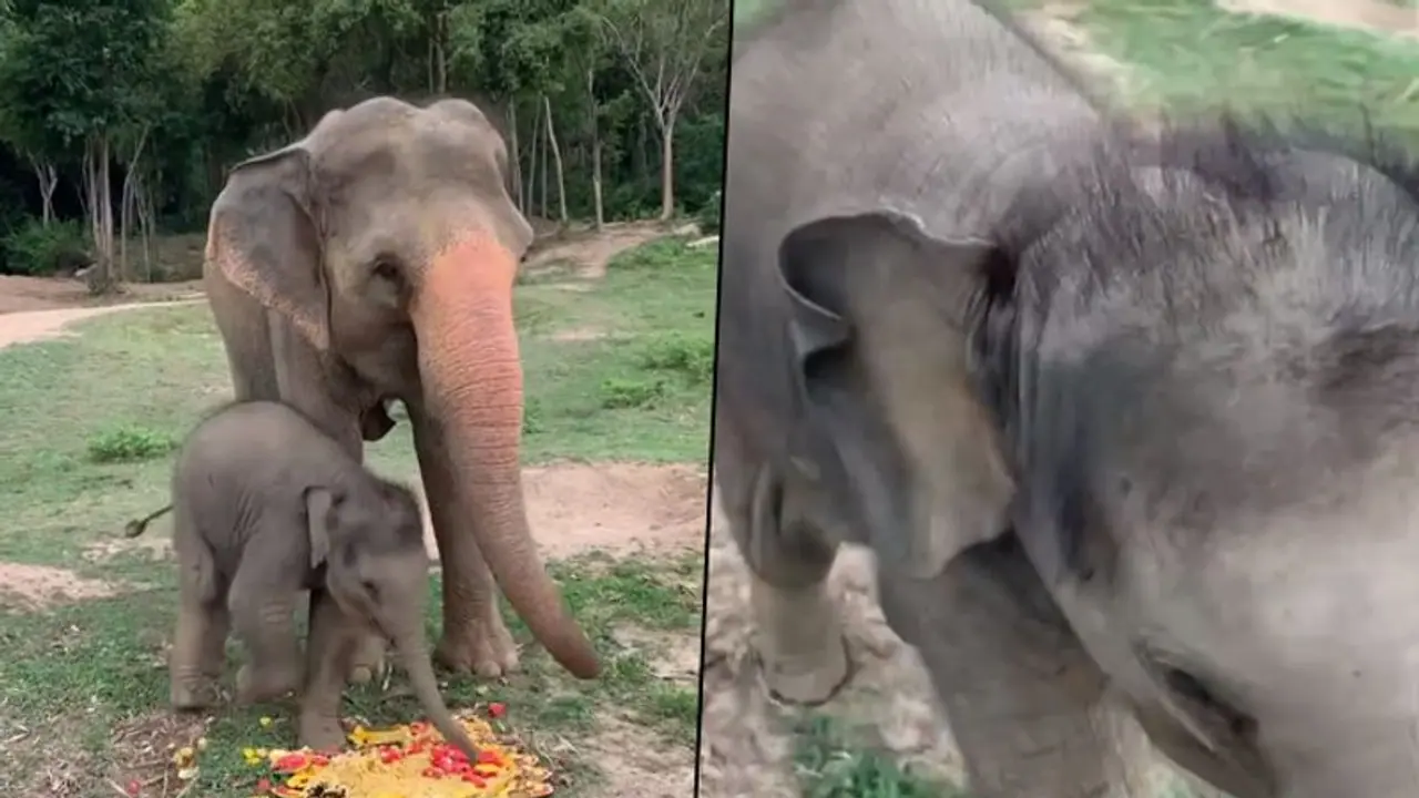 Watch how a baby elephant scares cameraperson (Video) Watch how a baby elephant scares cameraperson (Video)