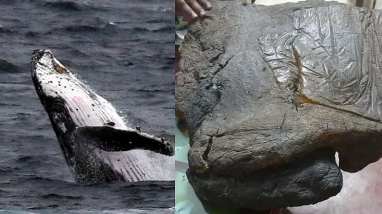 വാഹന പരിശോധനക്കിടെ പിടികൂടിയത് കോടികള് വിലവരുന്ന തിമിംഗല ഛര്ദ്ദി; ഒരാള് പിടിയില്, രണ്ട് പേർ രക്ഷപ്പെട്ടു വാഹന പരിശോധനക്കിടെ പിടികൂടിയത് കോടികള് വിലവരുന്ന തിമിംഗല ഛര്ദ്ദി; ഒരാള് പിടിയില്, രണ്ട് പേർ രക്ഷപ്പെട്ടു