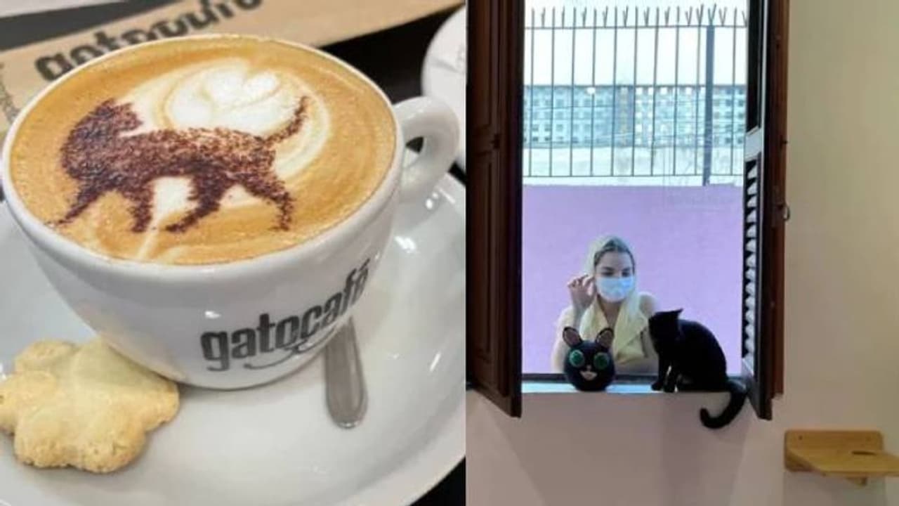 കോഫിയും കുടിക്കാം പൂച്ചയെയും ഓമനിക്കാം; ഇത് വ്യത്യസ്തമായ ഒരു കഫേ!