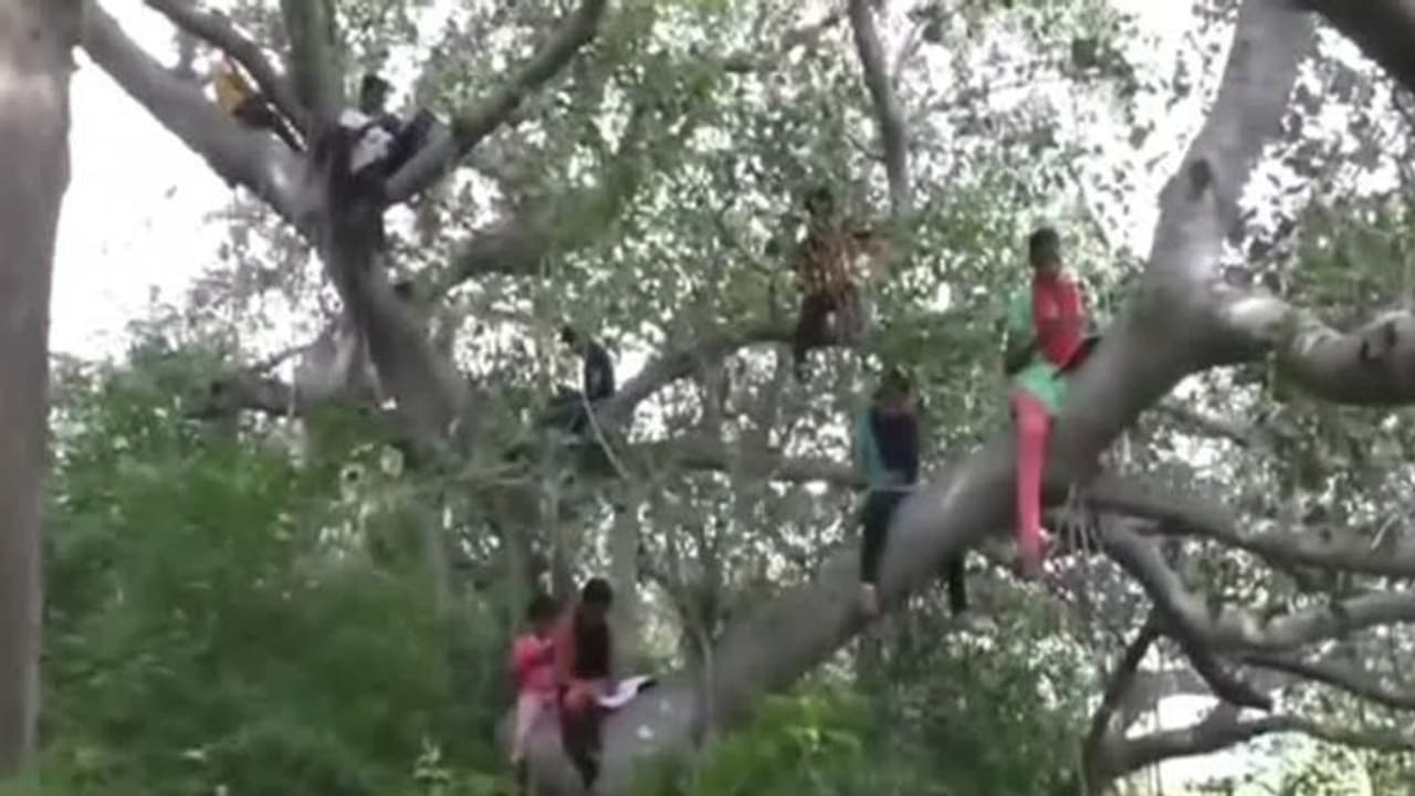 श्रीलंका में गजब की मुसीबत, बच्चों को पेड़ पर चढ़कर करनी पड़ रही पढ़ाई, वजह जानकर चौंक जाएंगे
