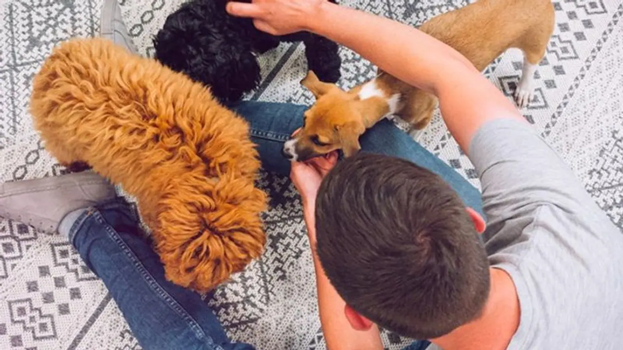 गजब की नौकरी: कुत्तों के साथ खेलने पर हर महीने मिलेंगे 2 लाख रुपए, जानें 9 5 की ये जॉब कहां निकली है