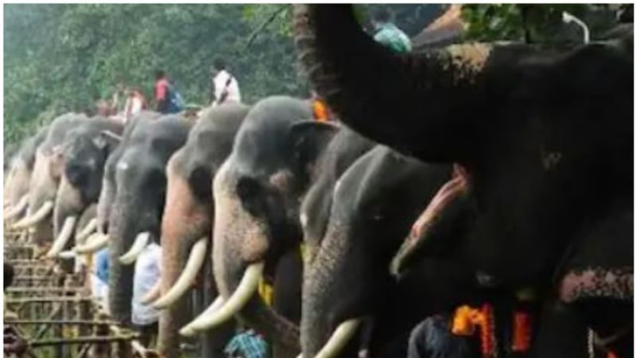 വടക്കുംനാഥ ക്ഷേത്രത്തിൽ ആനയൂട്ടിന് ആരോഗ്യവകുപ്പിന്റെ അനുമതി വടക്കുംനാഥ ക്ഷേത്രത്തിൽ ആനയൂട്ടിന് ആരോഗ്യവകുപ്പിന്റെ അനുമതി