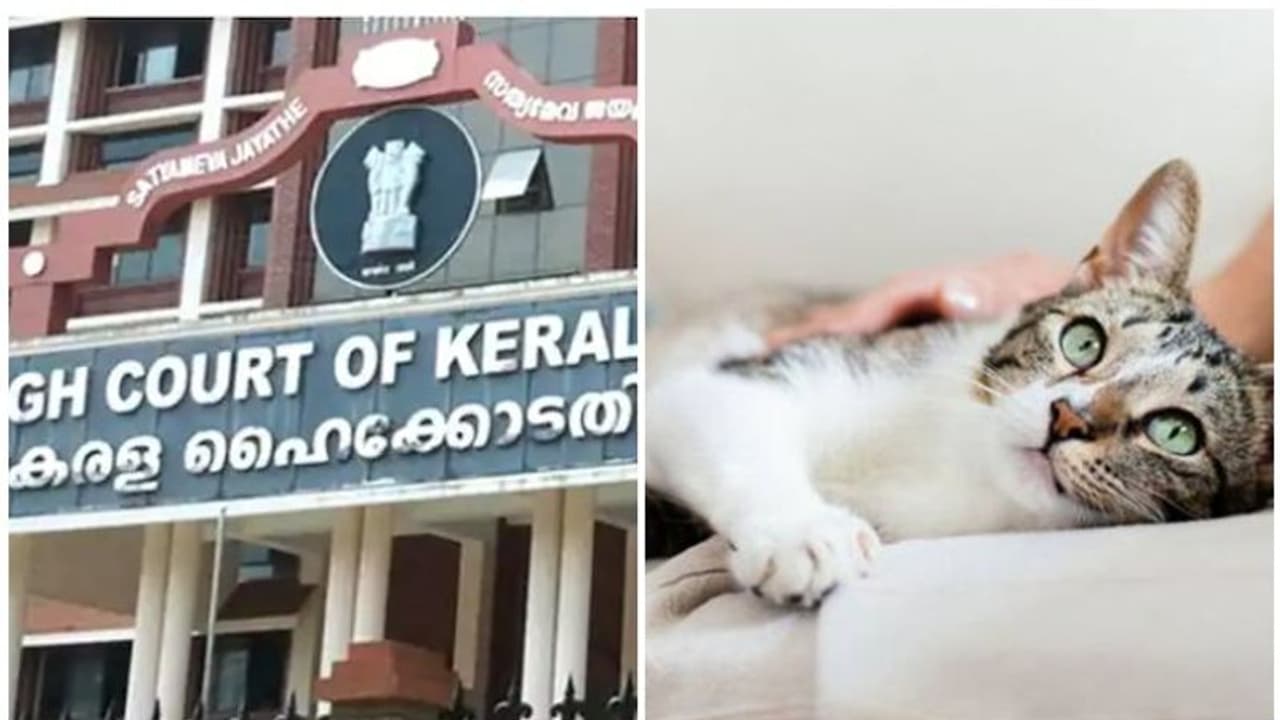 വളര്ത്തുമൃഗങ്ങള്ക്ക് ലൈസൻസ് ഏർപ്പെടുത്തൽ; നടപടികൾ വേഗത്തിലാക്കണമെന്ന് സർക്കാരിനോട് ഹൈക്കോടതി വളര്ത്തുമൃഗങ്ങള്ക്ക് ലൈസൻസ് ഏർപ്പെടുത്തൽ; നടപടികൾ വേഗത്തിലാക്കണമെന്ന് സർക്കാരിനോട് ഹൈക്കോടതി
