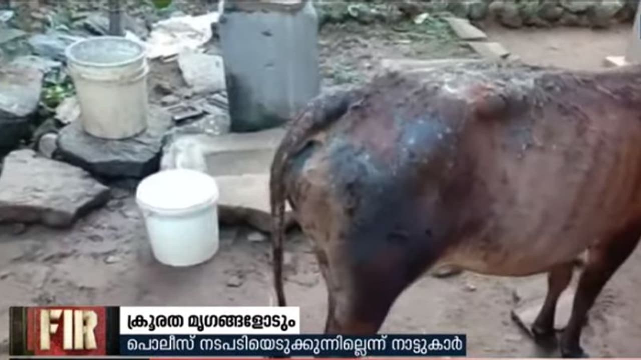 കന്നുകാലികൾക്ക് നേരെ ആസിഡ് ആക്രമണം നടത്തി സാമൂഹ്യവിരുദ്ധരുടെ ക്രൂരത