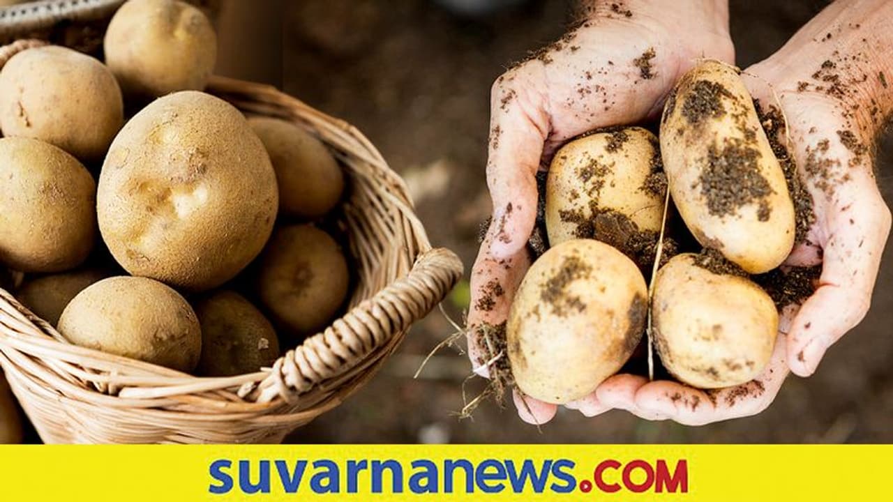 ರೋಗ ರಹಿತ ಬಿತ್ತನೆ ಆಲೂಗಡ್ಡೆ ಉತ್ಪಾದನೆ : ಮೊದಲ ಬಾರಿ ವಿನೂತನ ತಾಂತ್ರಿಕತೆ ರೋಗ ರಹಿತ ಬಿತ್ತನೆ ಆಲೂಗಡ್ಡೆ ಉತ್ಪಾದನೆ : ಮೊದಲ ಬಾರಿ ವಿನೂತನ ತಾಂತ್ರಿಕತೆ