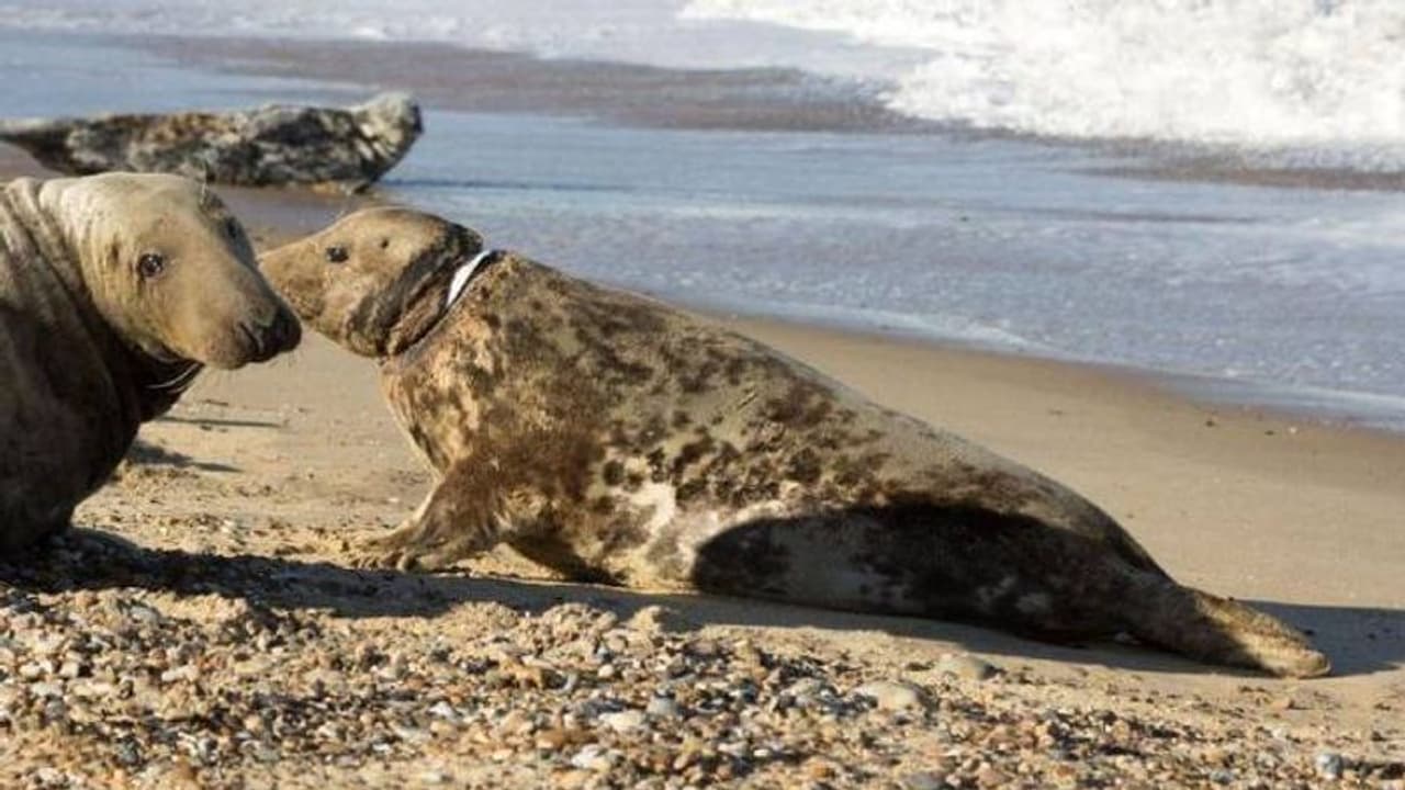 മനുഷ്യരുടെ ക്രൂരതയുടെ ഇര, രണ്ടരവർഷത്തെ നരകയാതന അവസാനിച്ചു, മുറിവുണങ്ങി കടൽനായ വീണ്ടും പഴയ ജീവിതത്തിലേക്ക്