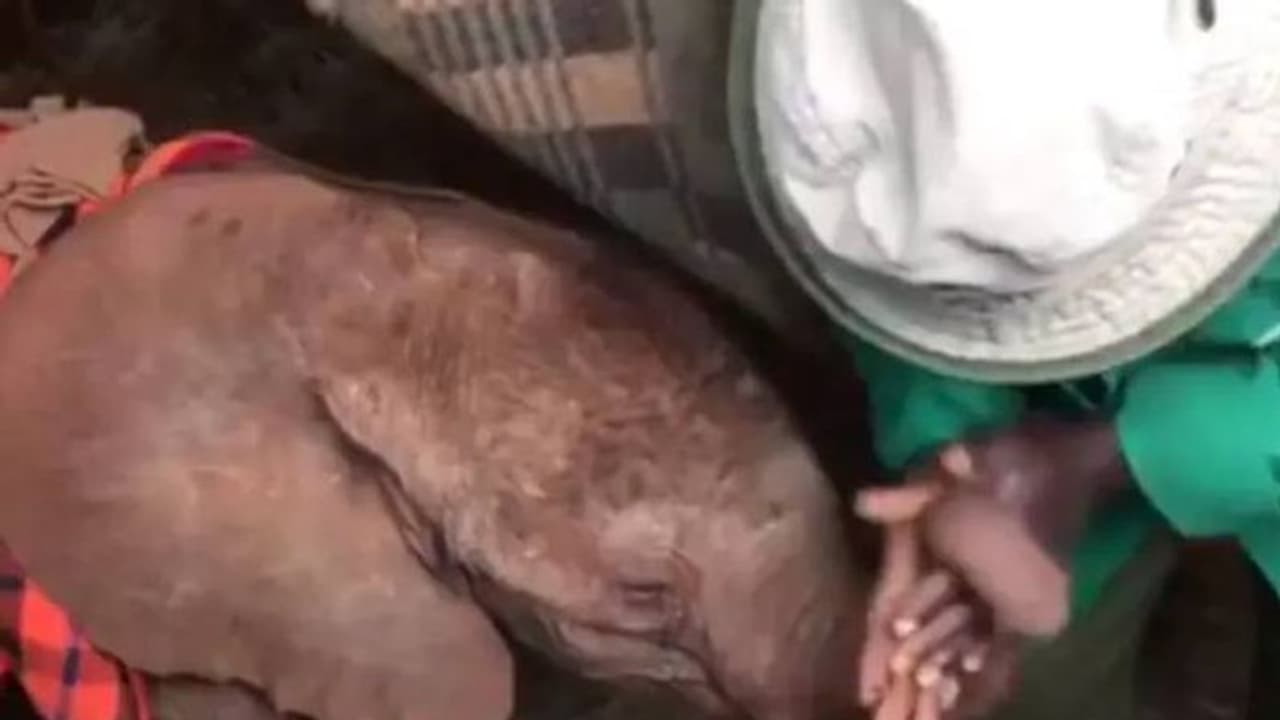 തുമ്പിക്കൈ മസാജ്, ആസ്വദിച്ച് കുട്ടിയാന, ക്യൂട്ടെന്ന് സോഷ്യൽ മീഡിയ...