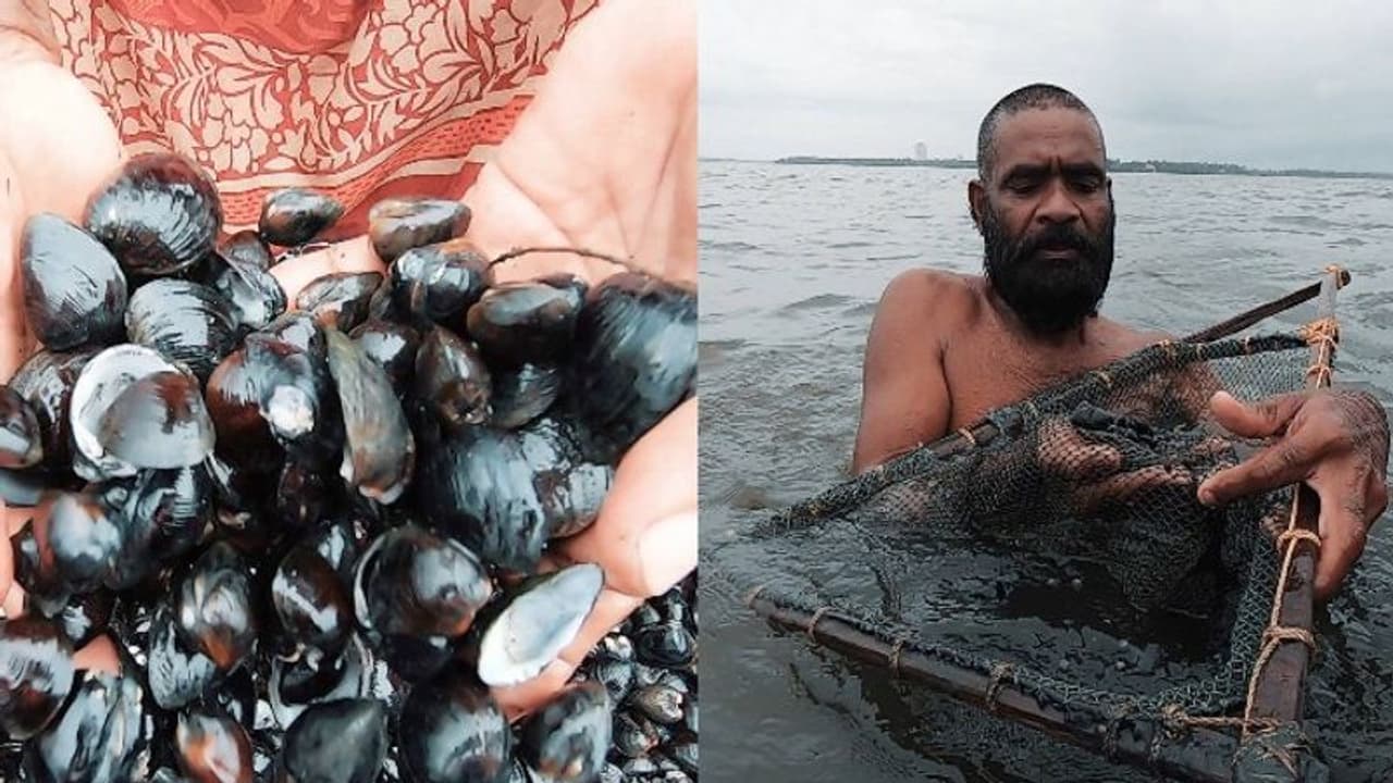 അതിജീവനത്തിന്റെ പെടാപ്പാടിൽ കക്കകളും, അത് വാരി ജീവിക്കുന്നവരും! അതിജീവനത്തിന്റെ പെടാപ്പാടിൽ കക്കകളും, അത് വാരി ജീവിക്കുന്നവരും!