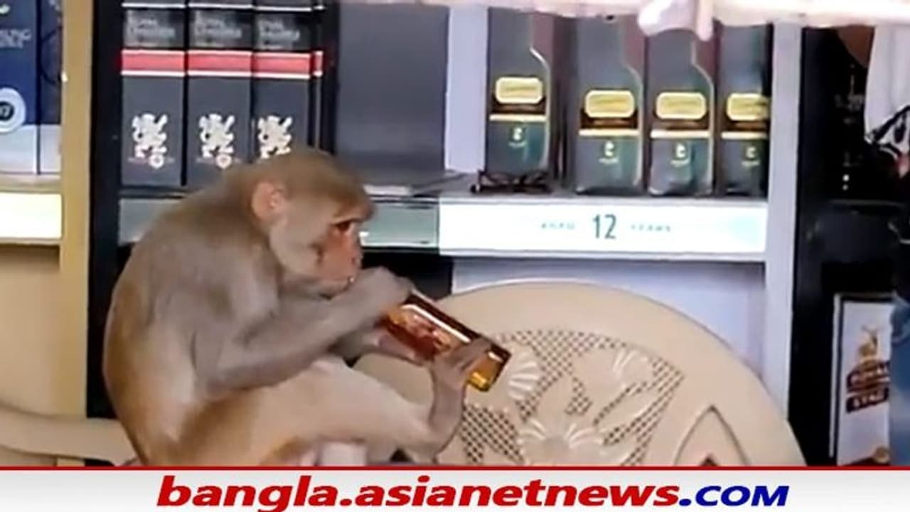 দোকানে ঢুকে বোতল খুলে আরাম করে মদ খেল বাঁদর, ভাইরাল ভিডিও দোকানে ঢুকে বোতল খুলে আরাম করে মদ খেল বাঁদর, ভাইরাল ভিডিও