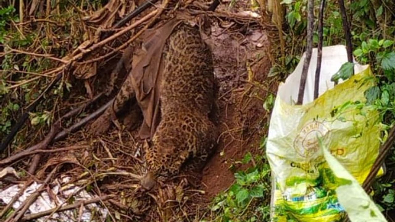 കമ്പിവേലിയില് കുടുങ്ങിയ നിലയില് കണ്ടെത്തിയ പുള്ളിപ്പുലി ചത്തു കമ്പിവേലിയില് കുടുങ്ങിയ നിലയില് കണ്ടെത്തിയ പുള്ളിപ്പുലി ചത്തു