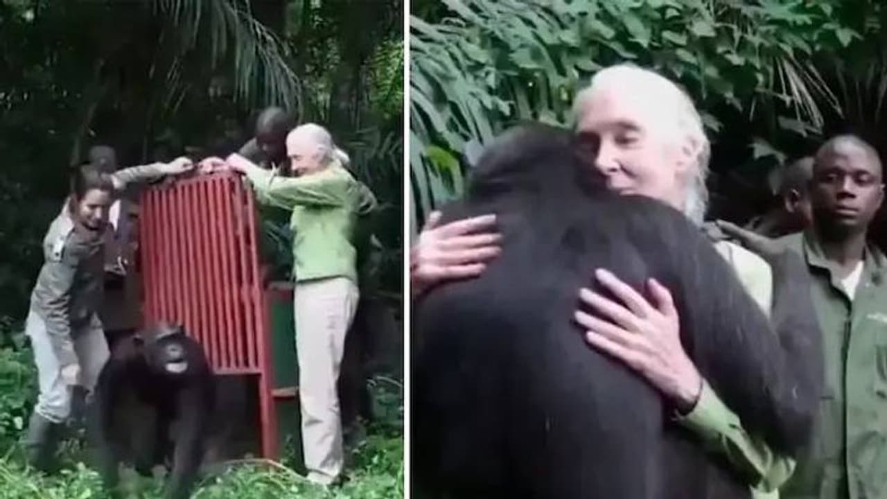 നന്ദിയുണ്ട്, സ്നേഹമാണ്, രക്ഷിച്ച സ്ത്രീയെ കെട്ടിപ്പിടിച്ച് ചിമ്പാന്സി, അതിവൈകാരികം ഈ വീഡിയോ നന്ദിയുണ്ട്, സ്നേഹമാണ്, രക്ഷിച്ച സ്ത്രീയെ കെട്ടിപ്പിടിച്ച് ചിമ്പാന്സി, അതിവൈകാരികം ഈ വീഡിയോ