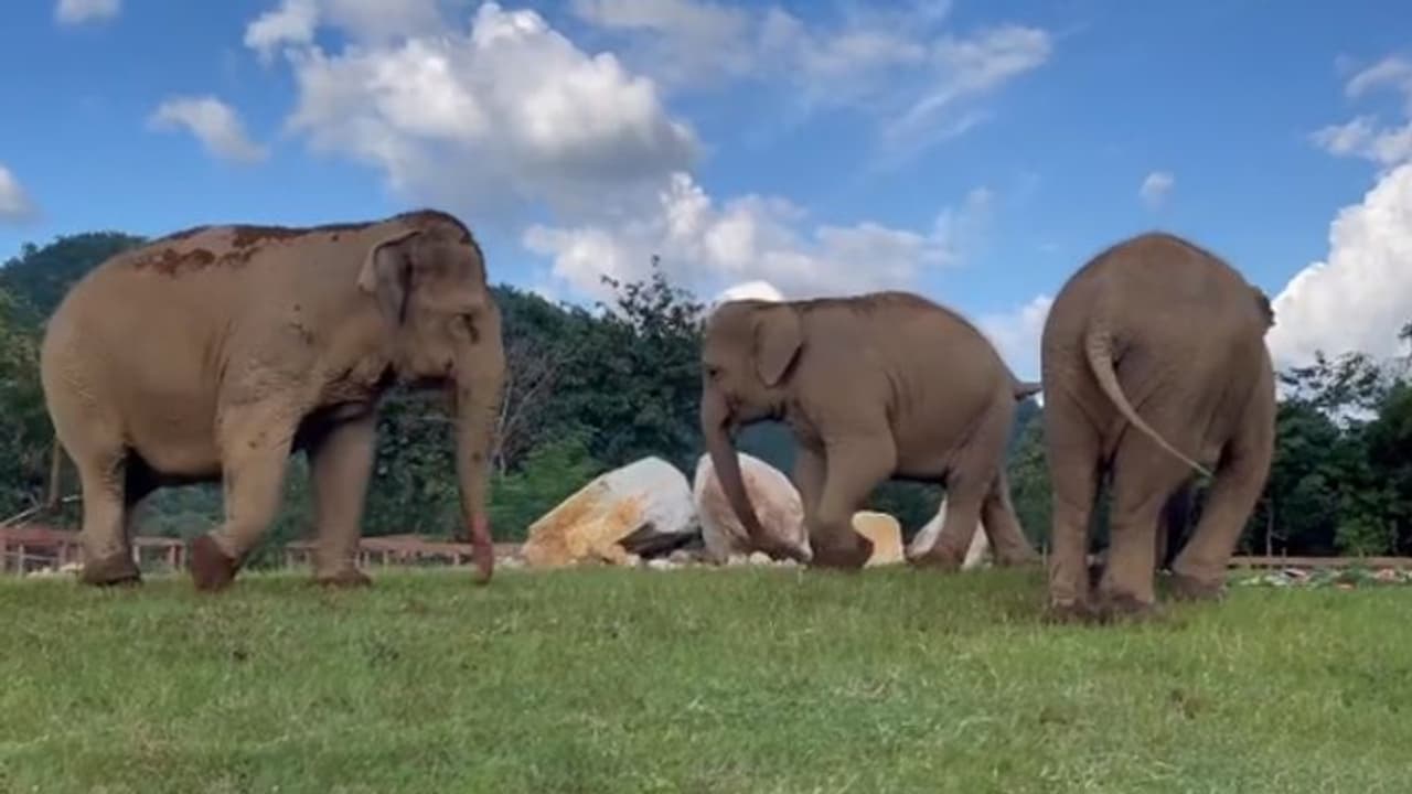 Elephant supervise blind tusker towards its food, watch adorable video Elephant supervise blind tusker towards its food, watch adorable video