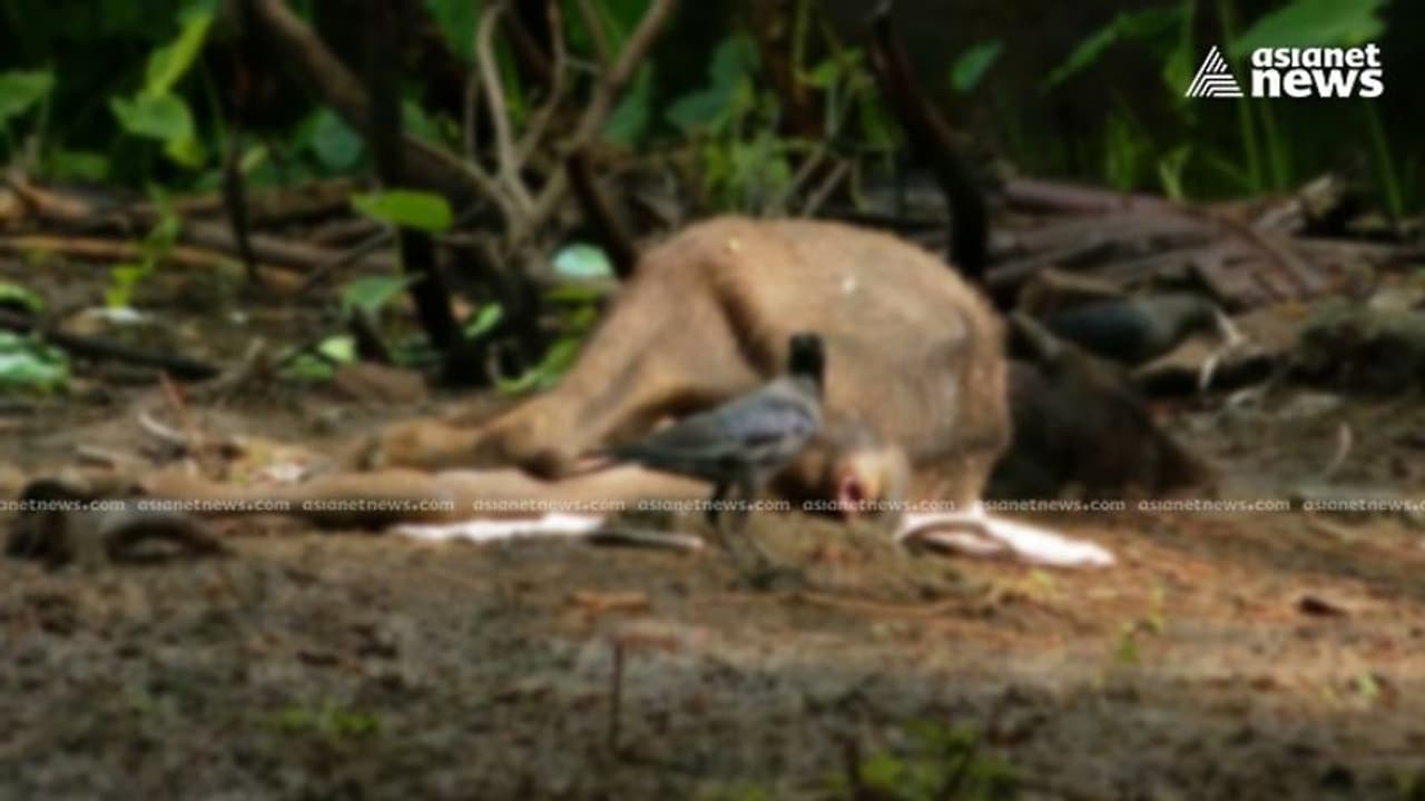 പാലക്കാട് വീണ്ടും പോത്തുകൾക്ക് നരകയാതന, 22 പോത്തുകളിൽ രണ്ടെണ്ണം ചത്ത നിലയിൽ