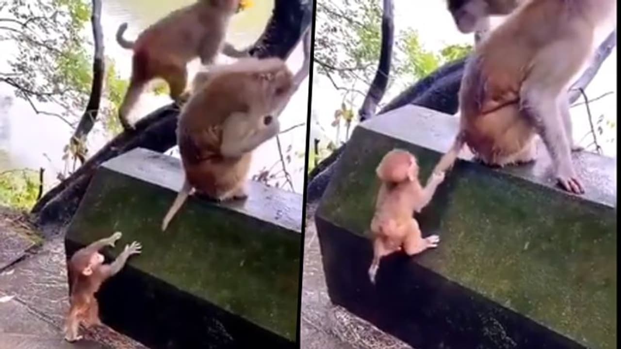 Baby monkey uses his intelligence to climb the wall; Adorable video goes viral Baby monkey uses his intelligence to climb the wall; Adorable video goes viral
