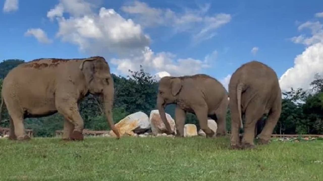 'കരുതലിന്റെ മാതൃക'; ആനകളുടെ രസകരമായ വീഡിയോ