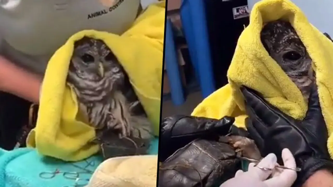 Rescue team frees owl and turtle stuck together in Virginia; Watch Video Rescue team frees owl and turtle stuck together in Virginia; Watch Video