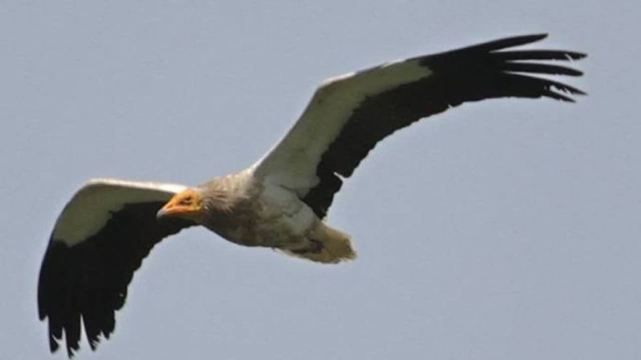 Bengaluru| ಬನ್ನೇರುಘಟ್ಟದಲ್ಲಿ ರಣಹದ್ದು ಸಂತಾನೋತ್ಪತ್ತಿ ಕೇಂದ್ರ Bengaluru| ಬನ್ನೇರುಘಟ್ಟದಲ್ಲಿ ರಣಹದ್ದು ಸಂತಾನೋತ್ಪತ್ತಿ ಕೇಂದ್ರ