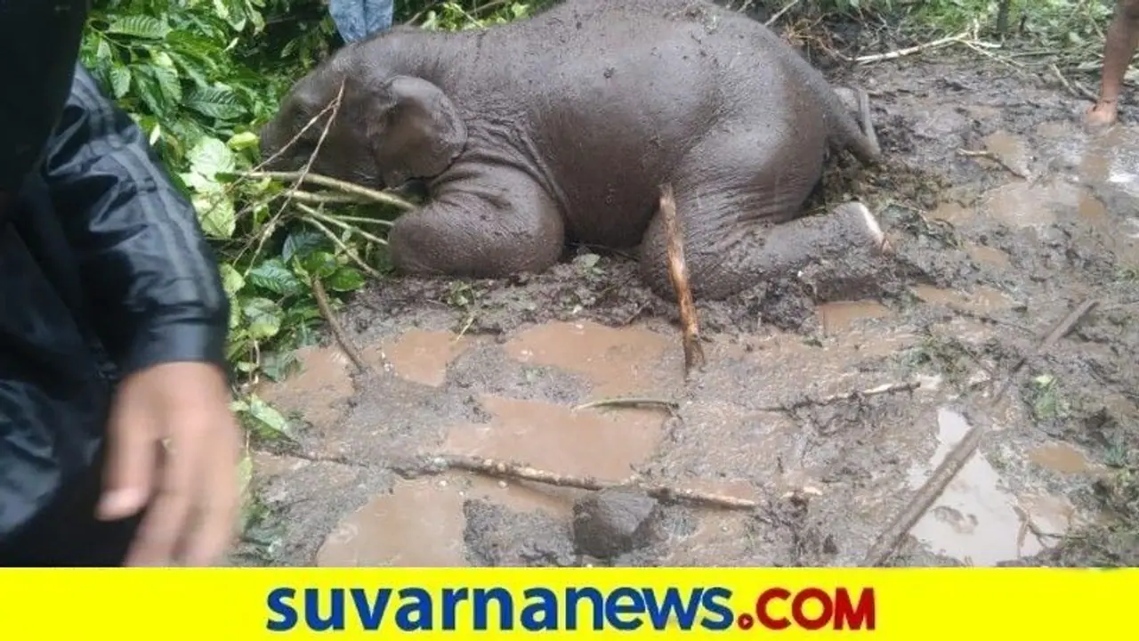 ಸೋಲಾರ್ ವಿದ್ಯುತ್ ಸ್ಪರ್ಷಿಸಿ ಕಾಡಾನೆ ಮರಿ ಸಾವು ಸೋಲಾರ್ ವಿದ್ಯುತ್ ಸ್ಪರ್ಷಿಸಿ ಕಾಡಾನೆ ಮರಿ ಸಾವು