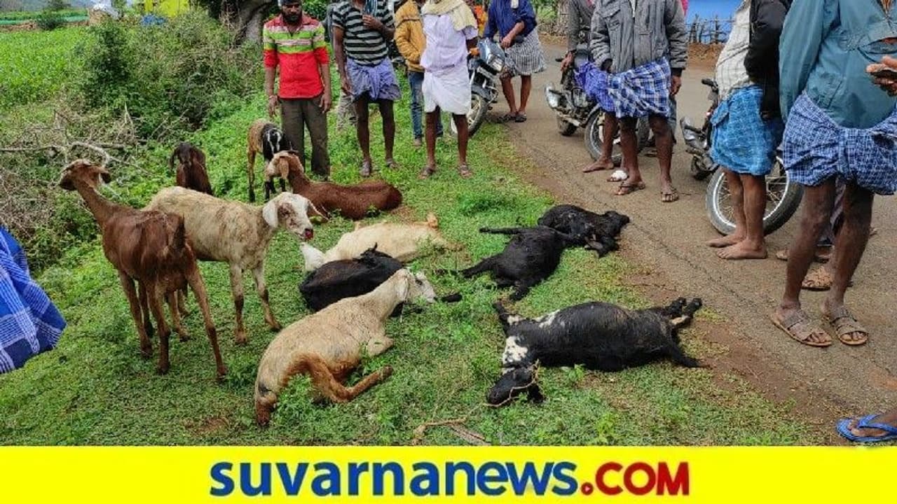 ಮಾರುತಿ ಓಮ್ನಿ ಹರಿದು 7 ಕುರಿ ಸಾವು : 6 ಗಂಭೀರ ಮಾರುತಿ ಓಮ್ನಿ ಹರಿದು 7 ಕುರಿ ಸಾವು : 6 ಗಂಭೀರ