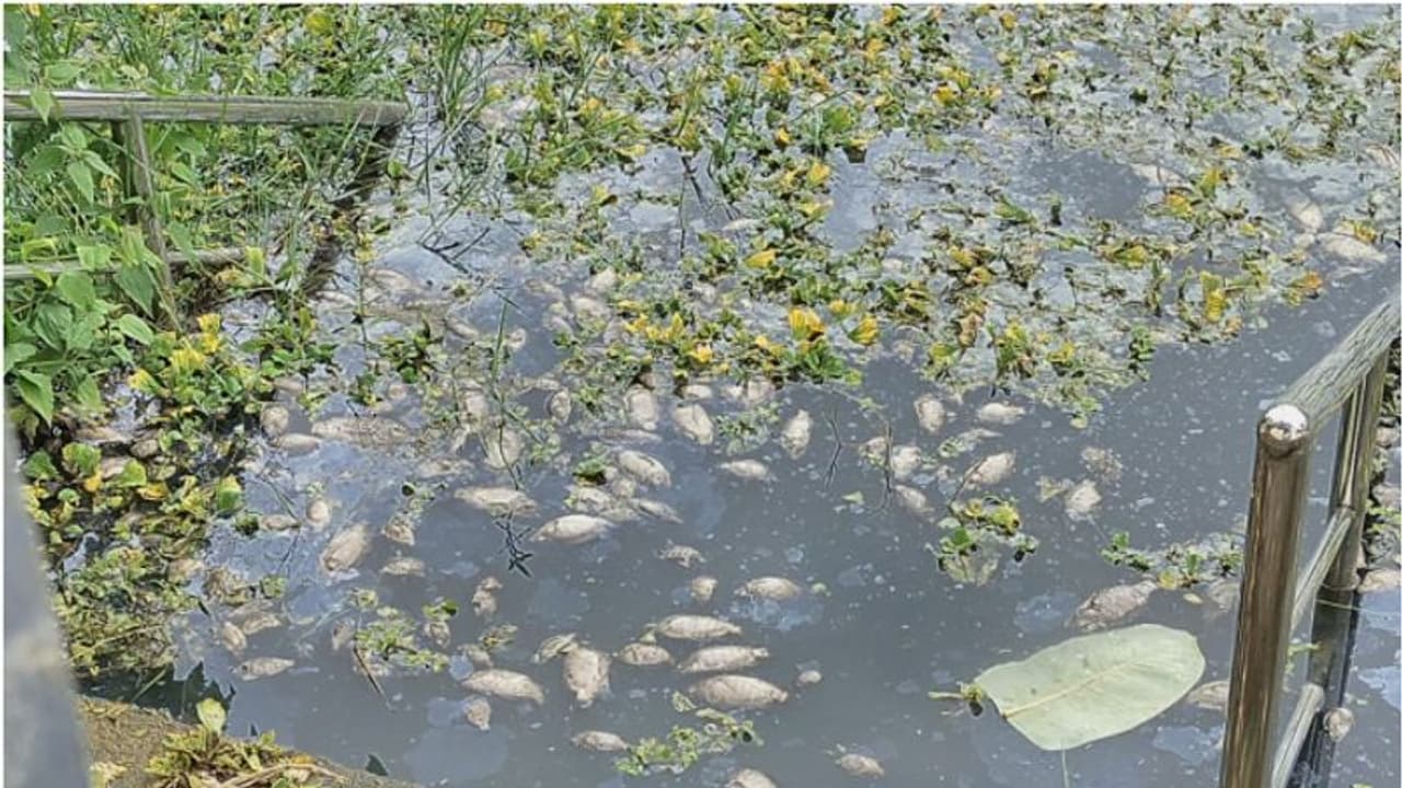 ക്ഷേത്രക്കുളത്തിലെ മീനുകൾ ചത്തുപൊങ്ങുന്നു; അന്വേഷണം നടത്താത്ത ദേവസ്വം ബോർഡ്, പ്രതിഷേധവുമായി നാട്ടുകാര് ക്ഷേത്രക്കുളത്തിലെ മീനുകൾ ചത്തുപൊങ്ങുന്നു; അന്വേഷണം നടത്താത്ത ദേവസ്വം ബോർഡ്, പ്രതിഷേധവുമായി നാട്ടുകാര്