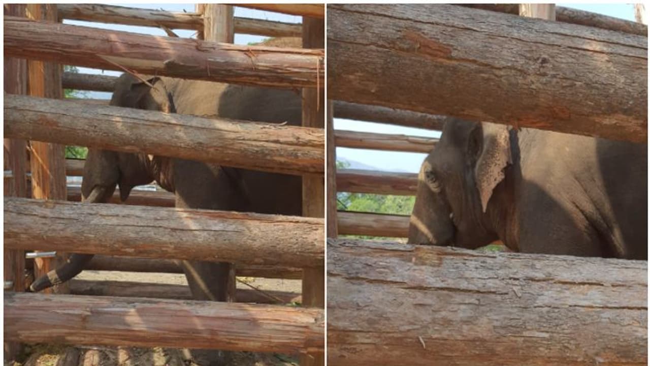 പരിസ്ഥിതി പ്രവര്‍ത്തകരുടെ എതിര്‍പ്പ്; 'റിവാള്‍ഡോ'യെ തിരികെ കാട്ടില്‍ വിടും