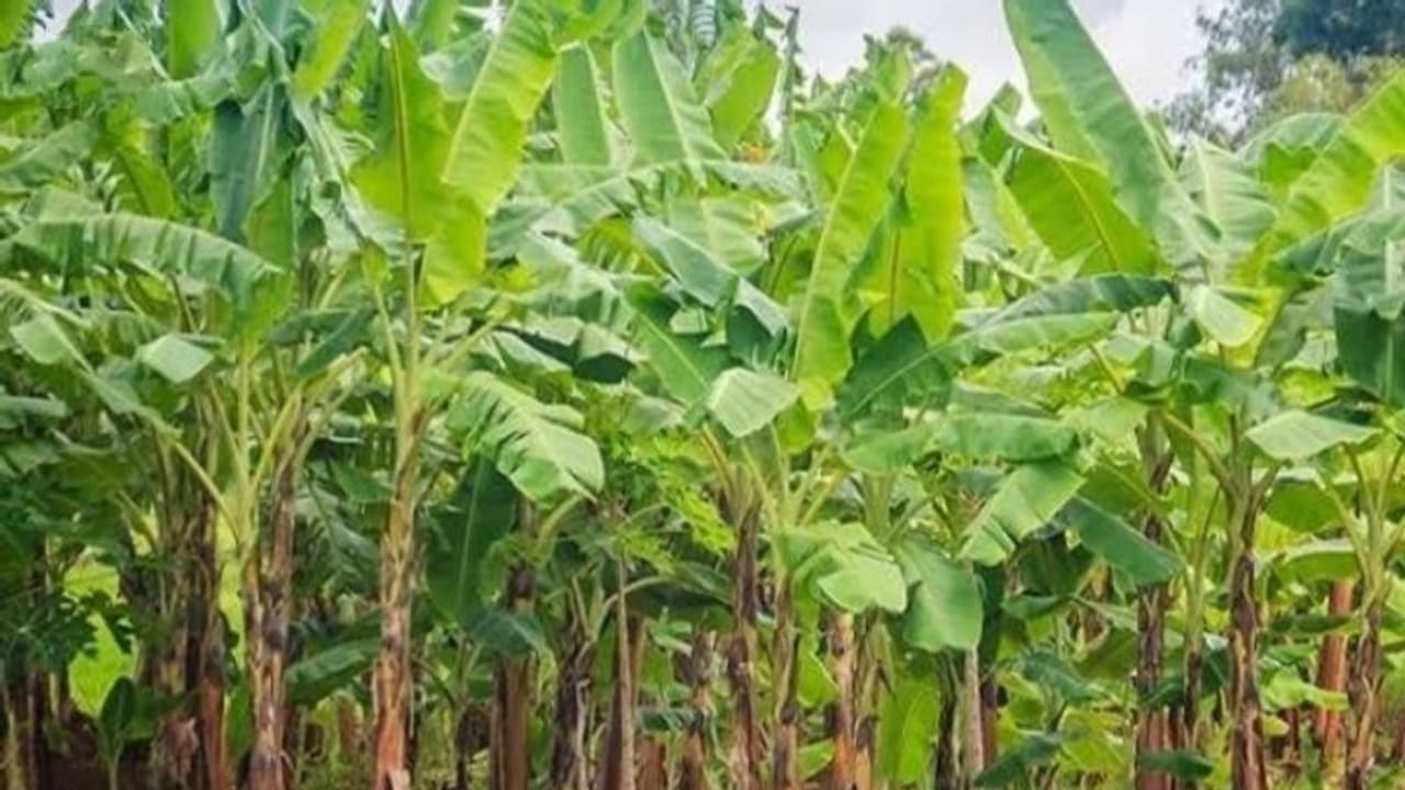 কলাগাছের মধ্যে আগ্নেয়াস্ত্র ও হেরোইন লুকিয়ে পাচারের ছক, ফাঁস করল বিএসএফ কলাগাছের মধ্যে আগ্নেয়াস্ত্র ও হেরোইন লুকিয়ে পাচারের ছক, ফাঁস করল বিএসএফ