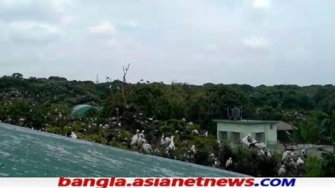 লকডাউনে নেই পর্যটক, রায়গঞ্জের পক্ষীনিবাসে গান ধরেছে ১৬৪ প্রজাতির পরিযায়ী পাখিরা