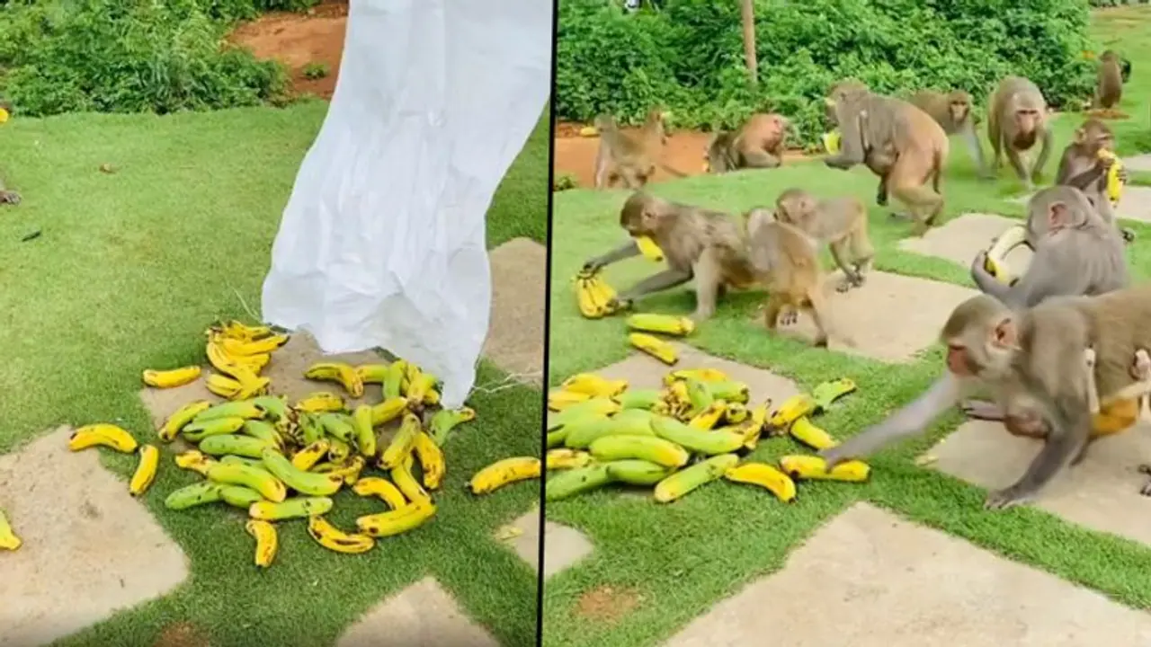 It's party time: Man throws banana treats for monkeys (Video) It's party time: Man throws banana treats for monkeys (Video)
