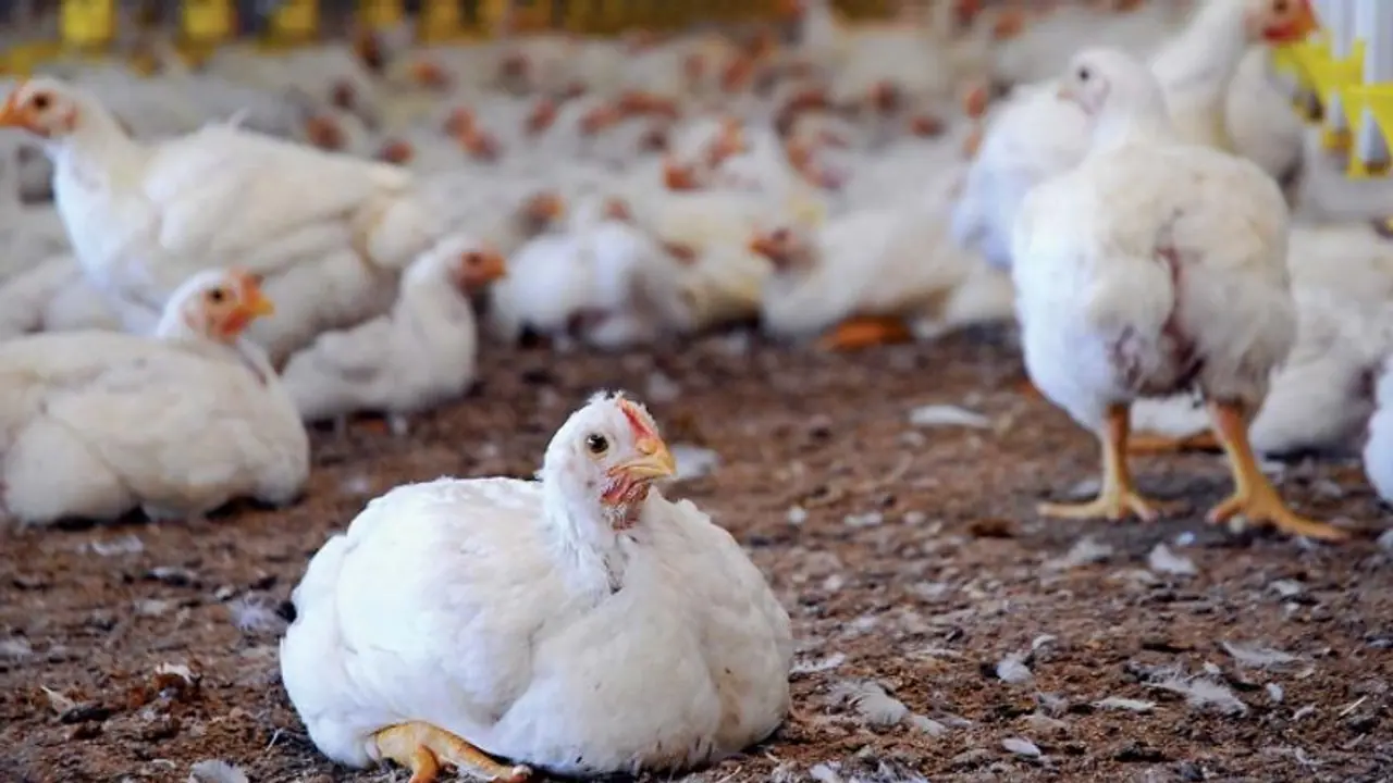 'കോഴിയിറച്ചിക്ക് കോഴി കേട്ടാൽ ഞെട്ടും വില'; ഇഷ്ടവിഭവങ്ങൾ അടുക്കളയ്ക്ക് പുറത്ത്, നട്ടംതിരിഞ്ഞ് ഹോട്ടലുടമകൾ