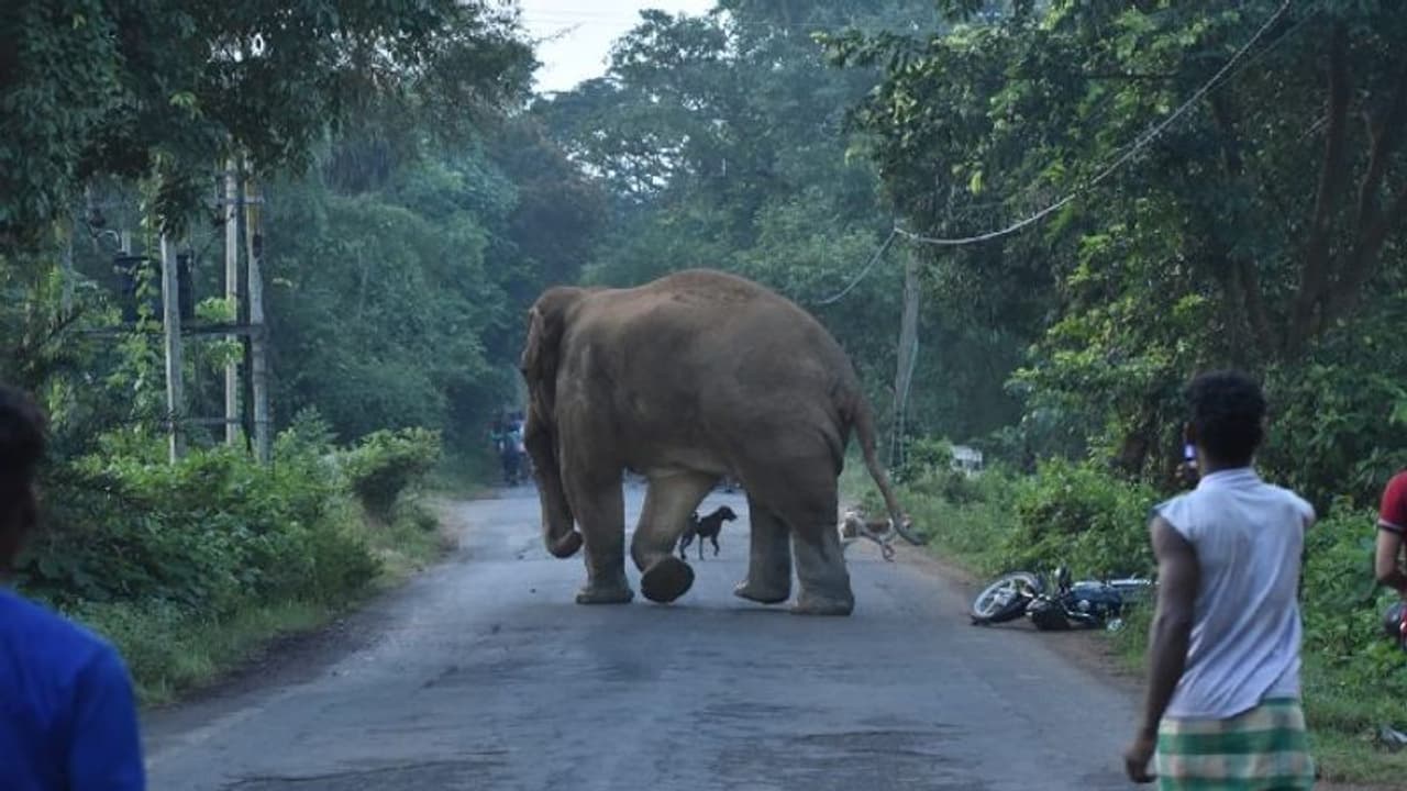 ಚನ್ನಪಟ್ಟಣದಲ್ಲಿ ಮತ್ತೊಬ್ಬ ತೋಟದ ಕಾವಲುಗಾರ ಆನೆಯ ದಾಳಿಗೆ ಬಲಿ ಚನ್ನಪಟ್ಟಣದಲ್ಲಿ ಮತ್ತೊಬ್ಬ ತೋಟದ ಕಾವಲುಗಾರ ಆನೆಯ ದಾಳಿಗೆ ಬಲಿ