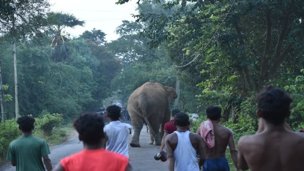 ಹಸು ಹುಡುಕಿಕೊಂಡು ಹೋದ ವ್ಯಕ್ತಿ ಕಾಡಾನೆ ದಾಳಿಗೆ ಬಲಿ: ಕಾಫಿನಾಡಲ್ಲಿ ದುರಂತ