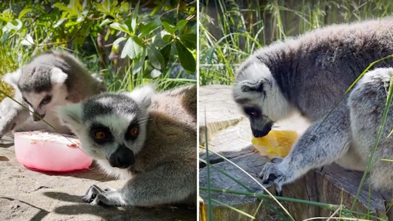 Lemurs enjoying icy treats to beat the heat will make your day; watch the video