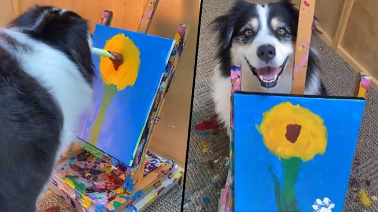 Dog paints flowers on canvas using brush; adorable video will make your day Dog paints flowers on canvas using brush; adorable video will make your day