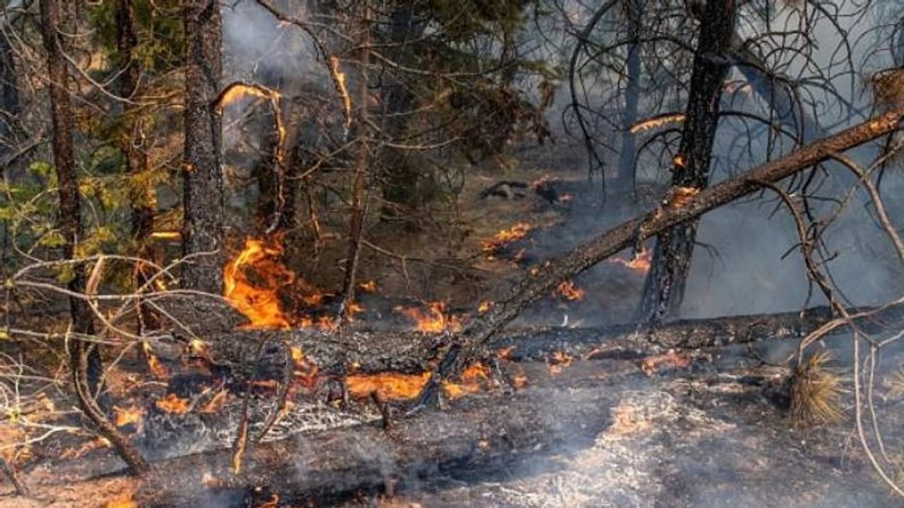 രാജ്യം കണ്ട ഏറ്റവും വലിയ കാട്ടുതീ, യുഎസ്സിൽ കത്തിനശിച്ചത് മൂന്നുലക്ഷം ഏക്കർ രാജ്യം കണ്ട ഏറ്റവും വലിയ കാട്ടുതീ, യുഎസ്സിൽ കത്തിനശിച്ചത് മൂന്നുലക്ഷം ഏക്കർ