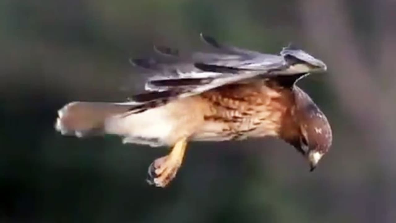 Red tailed hawk hovers during the hunt; breathtaking video goes viral Red tailed hawk hovers during the hunt; breathtaking video goes viral