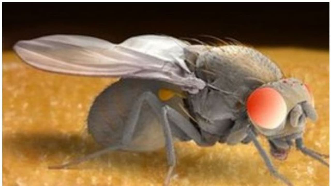 'സെക്സിനായി ശ്രമിക്കും, നടന്നില്ലെങ്കിൽ അടിച്ചു പൂസാവും'; ഈച്ചകളുടെ വിചിത്രമായ പ്രേമാന്വേഷണ പരീക്ഷണങ്ങൾ ഇങ്ങനെ