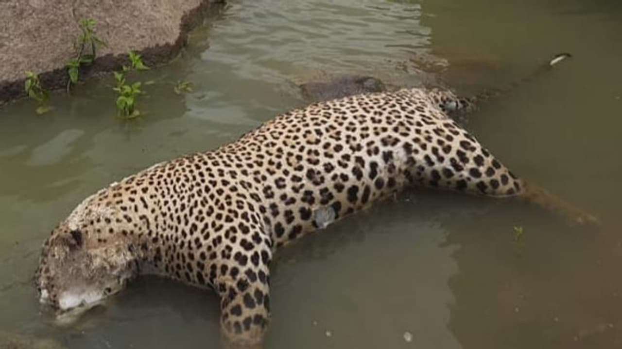ఒంటిపై చిన్న గాయం కూడా లేదే, ఎలా చనిపోయింది.. చిరుత మరణంపై వీడని మిస్టరీ ఒంటిపై చిన్న గాయం కూడా లేదే, ఎలా చనిపోయింది.. చిరుత మరణంపై వీడని మిస్టరీ