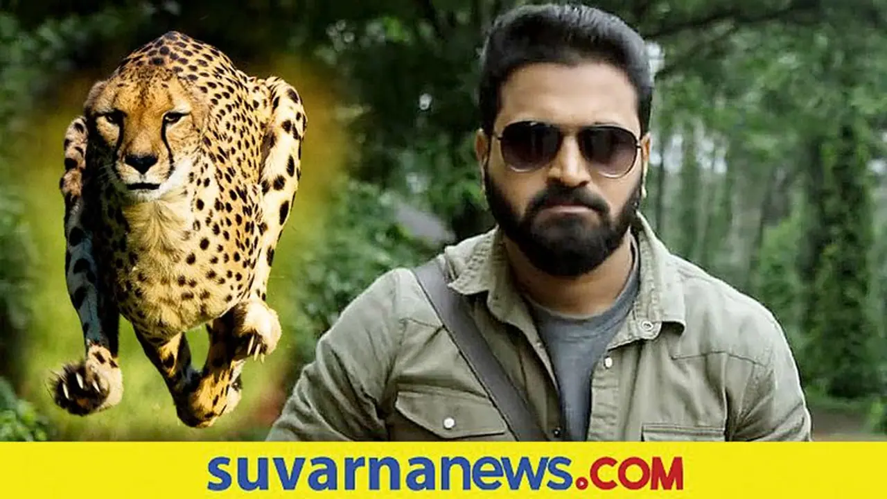 ಮೈಸೂರಿನ ಮೃಗಾಲಯದಲ್ಲಿ ಚಿರತೆ ದತ್ತು ಪಡೆದ ರಿಷಬ್ ಶೆಟ್ಟಿ! ಮೈಸೂರಿನ ಮೃಗಾಲಯದಲ್ಲಿ ಚಿರತೆ ದತ್ತು ಪಡೆದ ರಿಷಬ್ ಶೆಟ್ಟಿ!