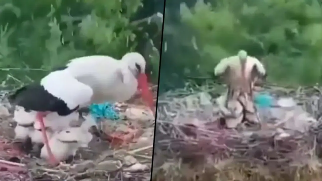 Bird protects its babies from rain; watch viral video Bird protects its babies from rain; watch viral video