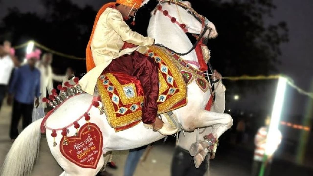 दुल्हन के घर के सामने से दूल्हे को लेकर भागी घोड़ी, बाराती कार बाइक लेकर 4 किलोमीटर तक पीछे भागे दुल्हन के घर के सामने से दूल्हे को लेकर भागी घोड़ी, बाराती कार बाइक लेकर 4 किलोमीटर तक पीछे भागे