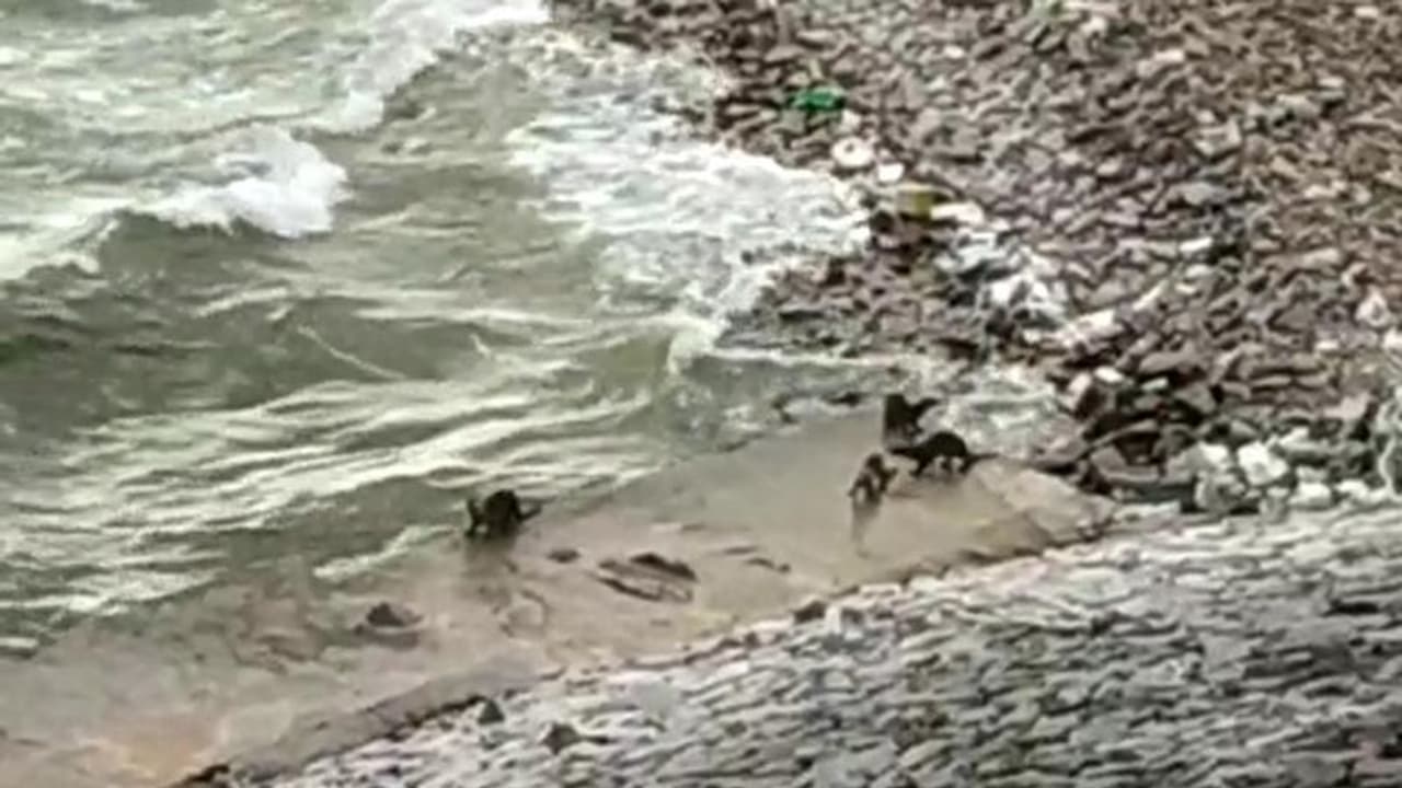 నాగార్జునసాగర్ డ్యామ్ లో అరుదైన జీవులు... నీటి కుక్కల సందడి (వీడియో) నాగార్జునసాగర్ డ్యామ్ లో అరుదైన జీవులు... నీటి కుక్కల సందడి (వీడియో)