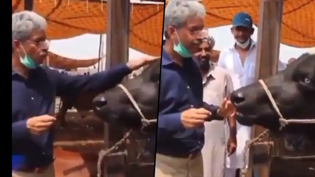 Pakistani reporter interviews buffalo on Eid; check cattle's hilarious reply Pakistani reporter interviews buffalo on Eid; check cattle's hilarious reply