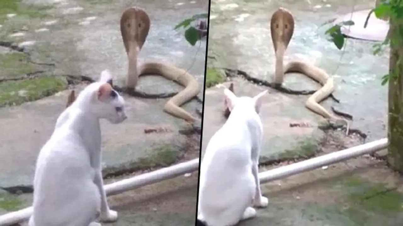Brave cat stands guard against cobra to protect the family; watch video Brave cat stands guard against cobra to protect the family; watch video
