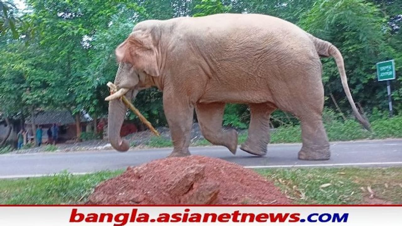 মাতাল স্বামীর হাত থেকে বাঁচানো ১৩ হাজার টাকা গেল হাতির পেটে, জমাপুঁজি হারিয়ে মাথায় হাত স্ত্রীর মাতাল স্বামীর হাত থেকে বাঁচানো ১৩ হাজার টাকা গেল হাতির পেটে, জমাপুঁজি হারিয়ে মাথায় হাত স্ত্রীর