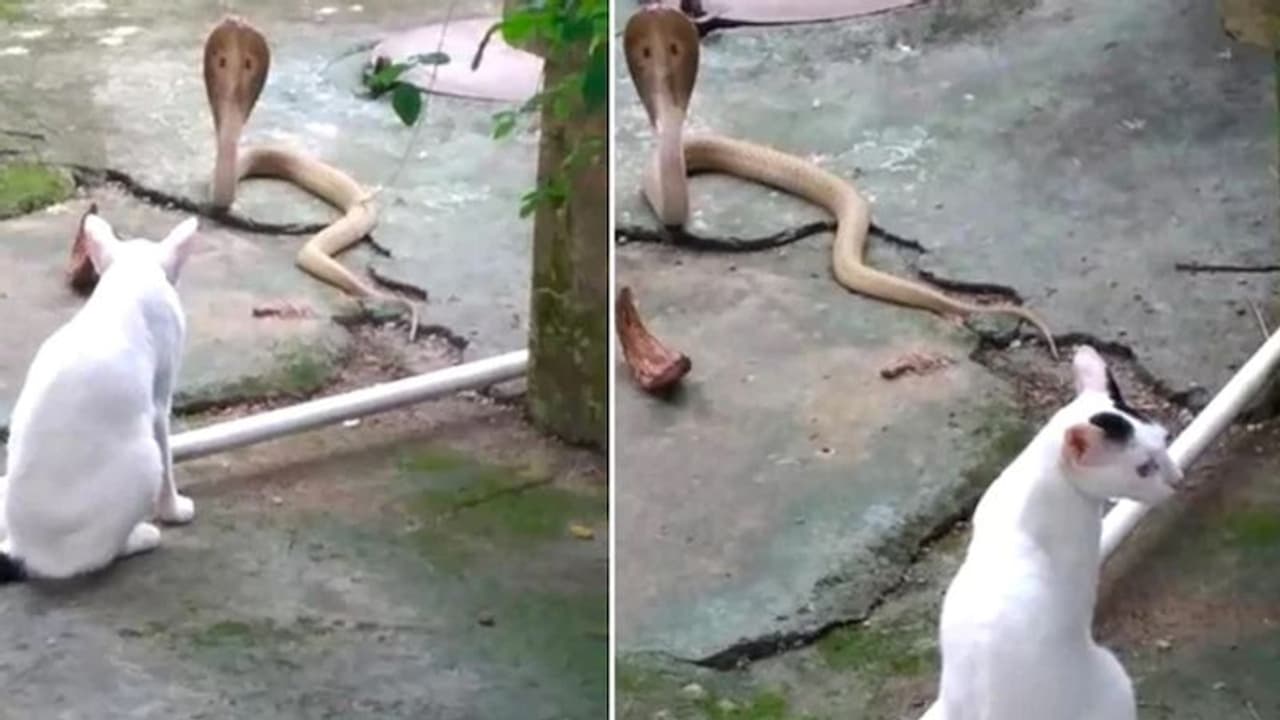 बिल्ली ने बचाई अपने मालिक की जान, 2 घंटे तक खतरनाक कोबरा से किया मुकाबला बिल्ली ने बचाई अपने मालिक की जान, 2 घंटे तक खतरनाक कोबरा से किया मुकाबला