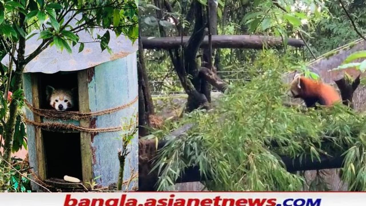 দার্জিলিং চিড়িয়াখানা আলো করে এল শিশু রেডপান্ডা, 'ইয়েশি'কে নিয়ে আনন্দে মেতে বাবা 'পাবু' দার্জিলিং চিড়িয়াখানা আলো করে এল শিশু রেডপান্ডা, 'ইয়েশি'কে নিয়ে আনন্দে মেতে বাবা 'পাবু'