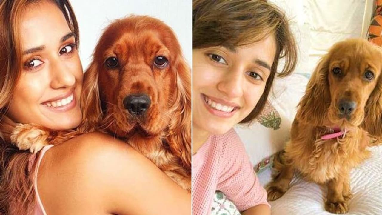 Here's what Disha Patani is requesting for the strays animals amid heavy rains Here's what Disha Patani is requesting for the strays animals amid heavy rains